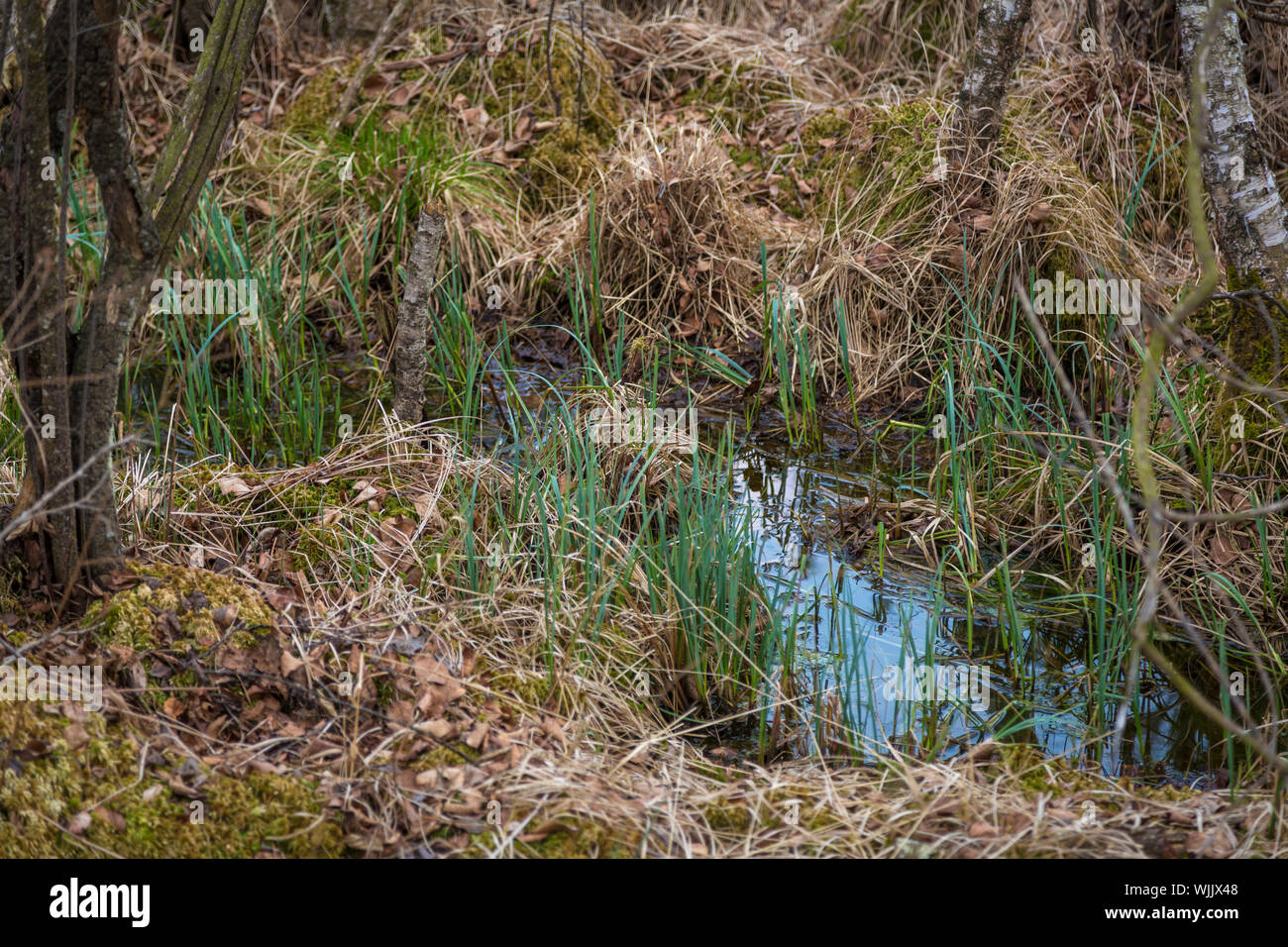 Wanderung durch das ibmer Moor, Oberösterreich Stockfoto