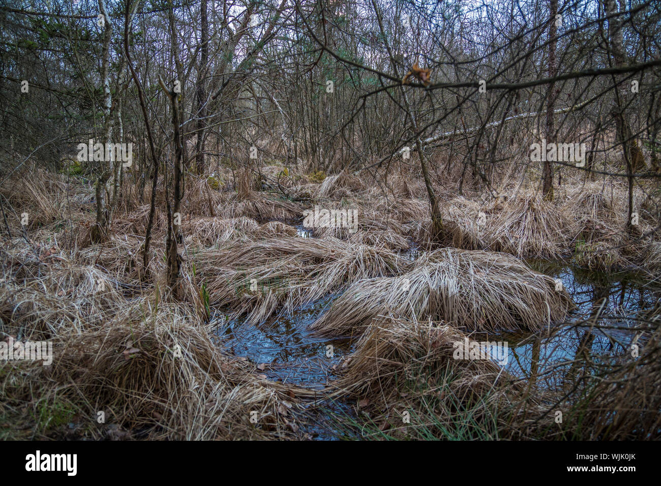 Wanderung durch das ibmer Moor, Oberösterreich Stockfoto