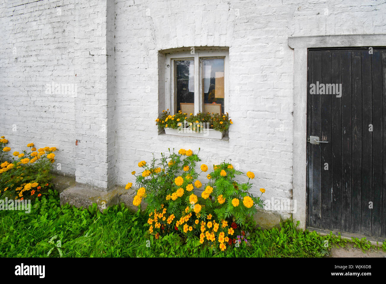 Eine gemalte weiße Mauer eines Gebäudes in Porvoo, Finnland, mit gelben Blumen im Garten draußen und die Fenster. Stockfoto
