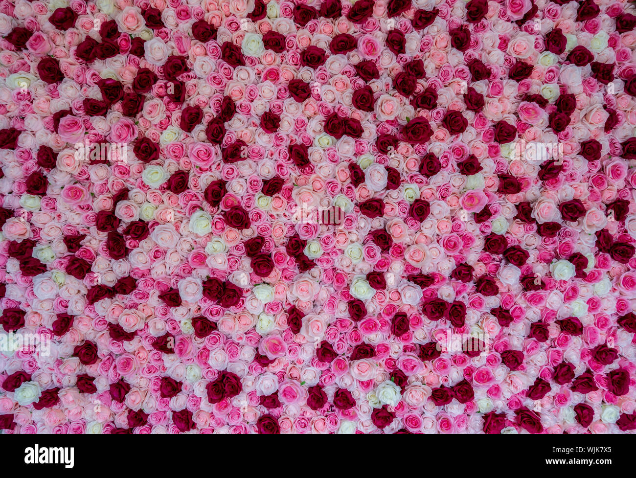 Wand aus weissen, rosa und roten Rosen an einem Taufe Stockfoto