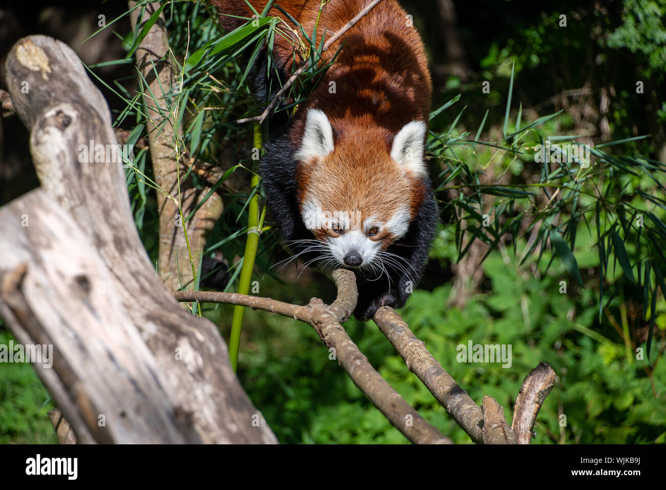 Red Panda entlang einige Zweige Stockfoto