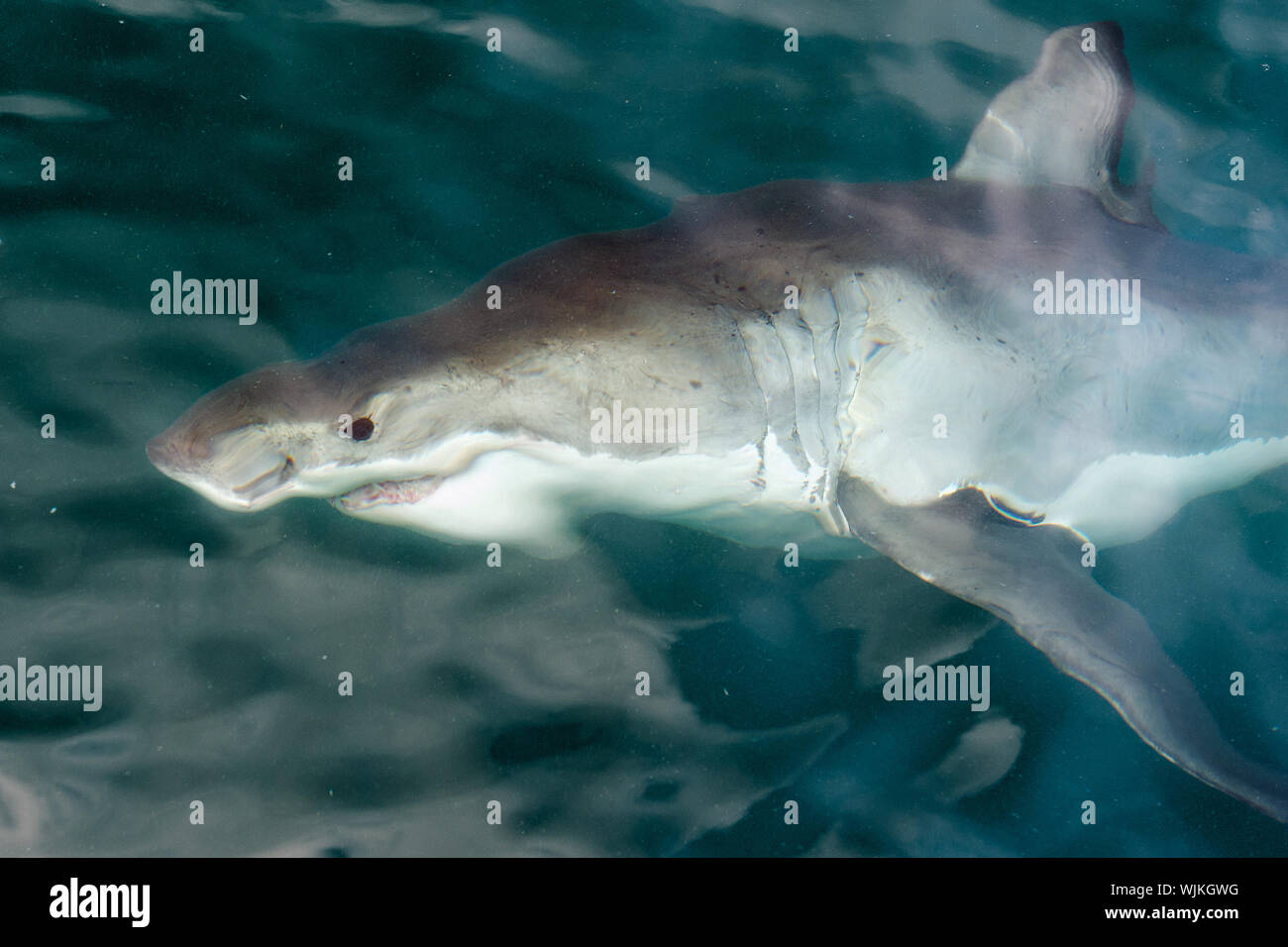 Weißer Hai (Carcharodon carcharias) im Wasser. Südafrika. Atlantik Stockfoto