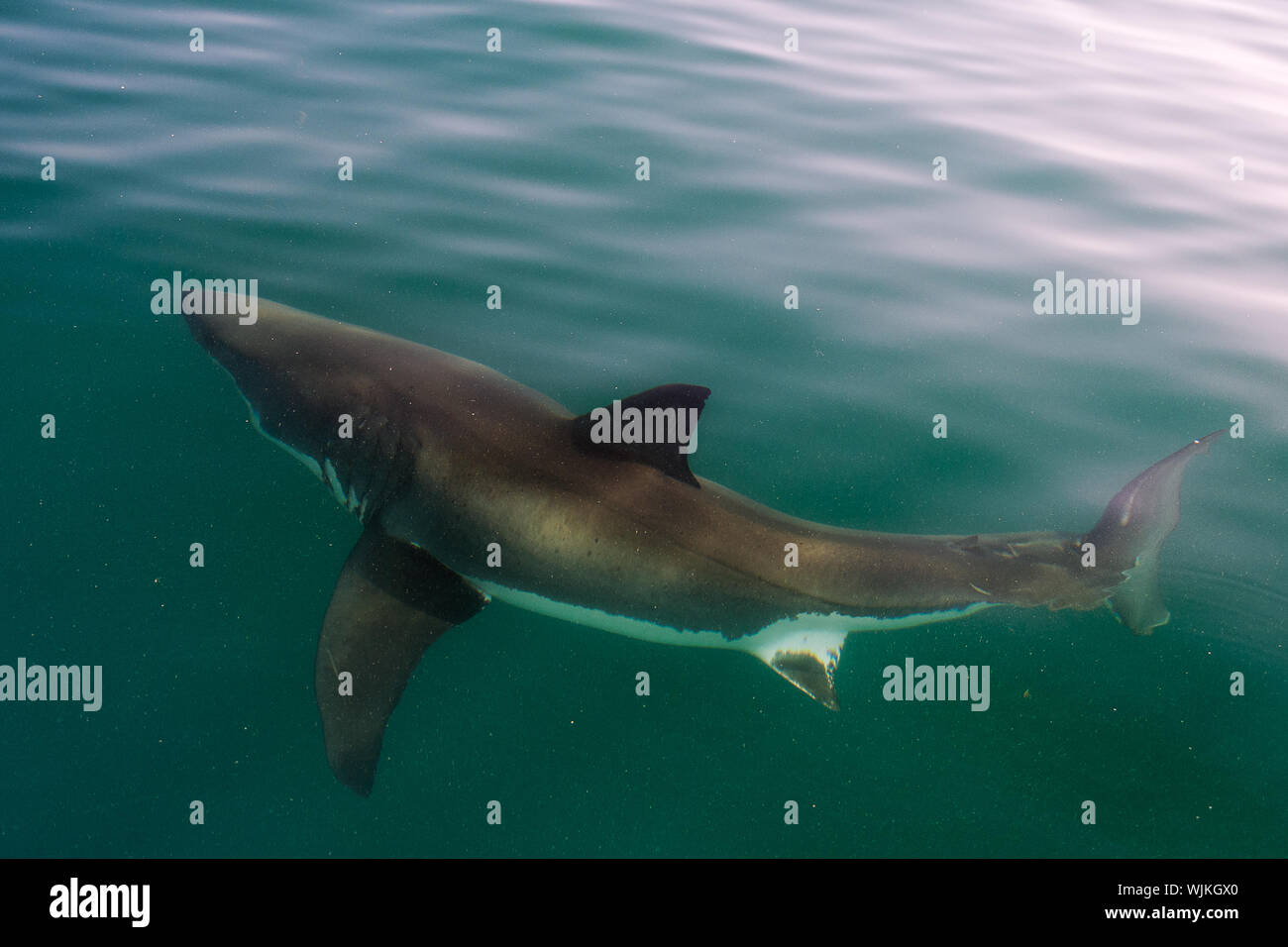 Weißer Hai (Carcharodon carcharias) im Wasser. Atlantik Stockfoto