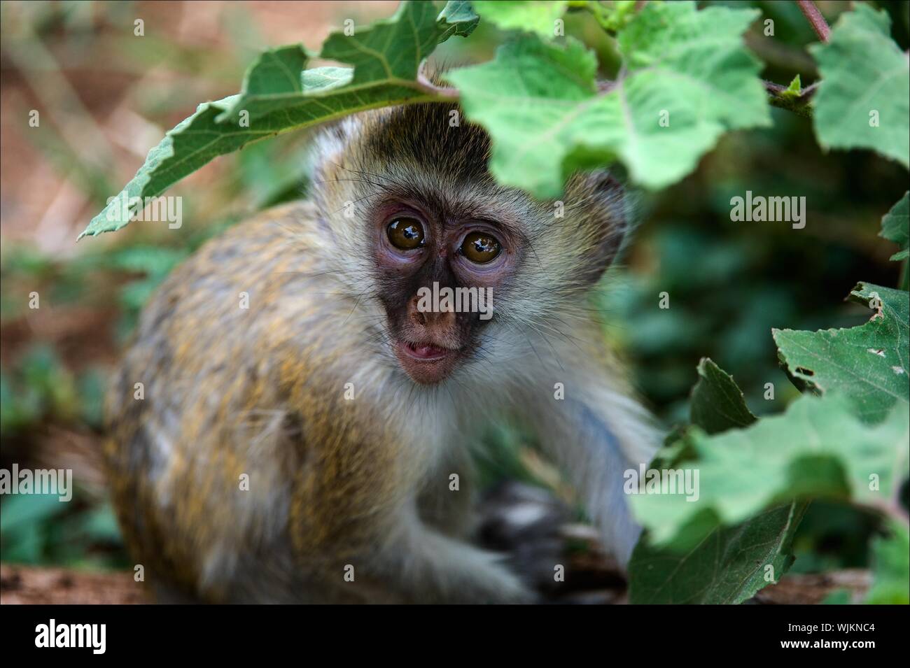 Die meerkatze Kind versteckt sich in der grünen Blätter und ist vorsichtig mit Neugier sieht aus unter sie. Stockfoto