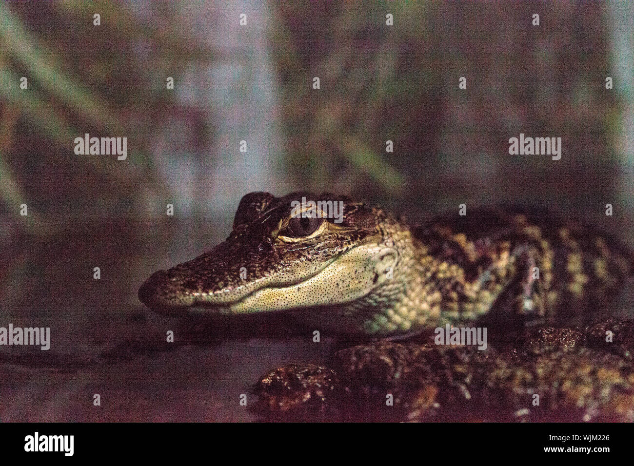 Baby Krokodil Echse bekannt als Crocodylinae können in Afrika und Indien gefunden werden. Stockfoto