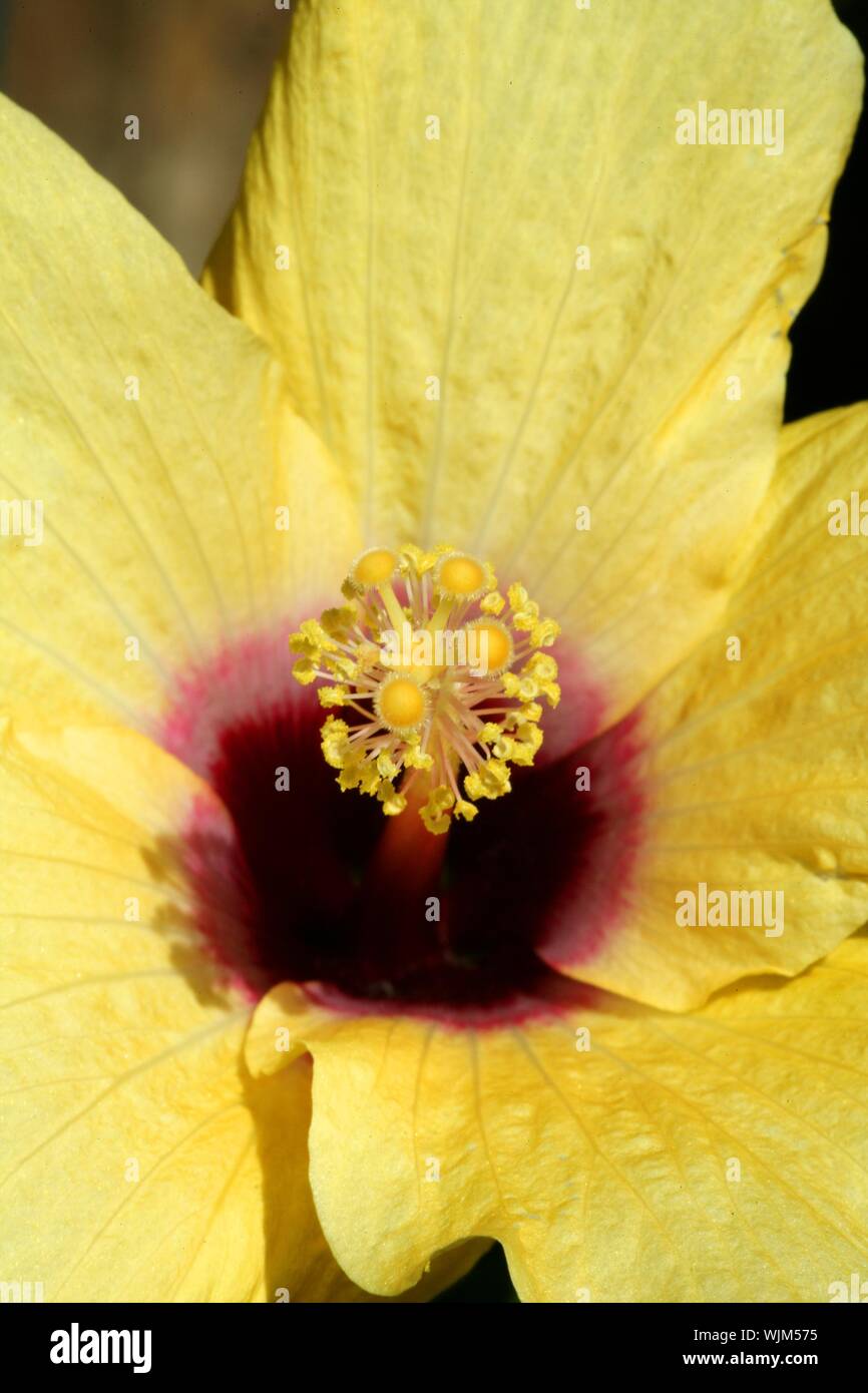 Gelbe Ibiscus Ernte Makroaufnahme, Garten details Stockfoto