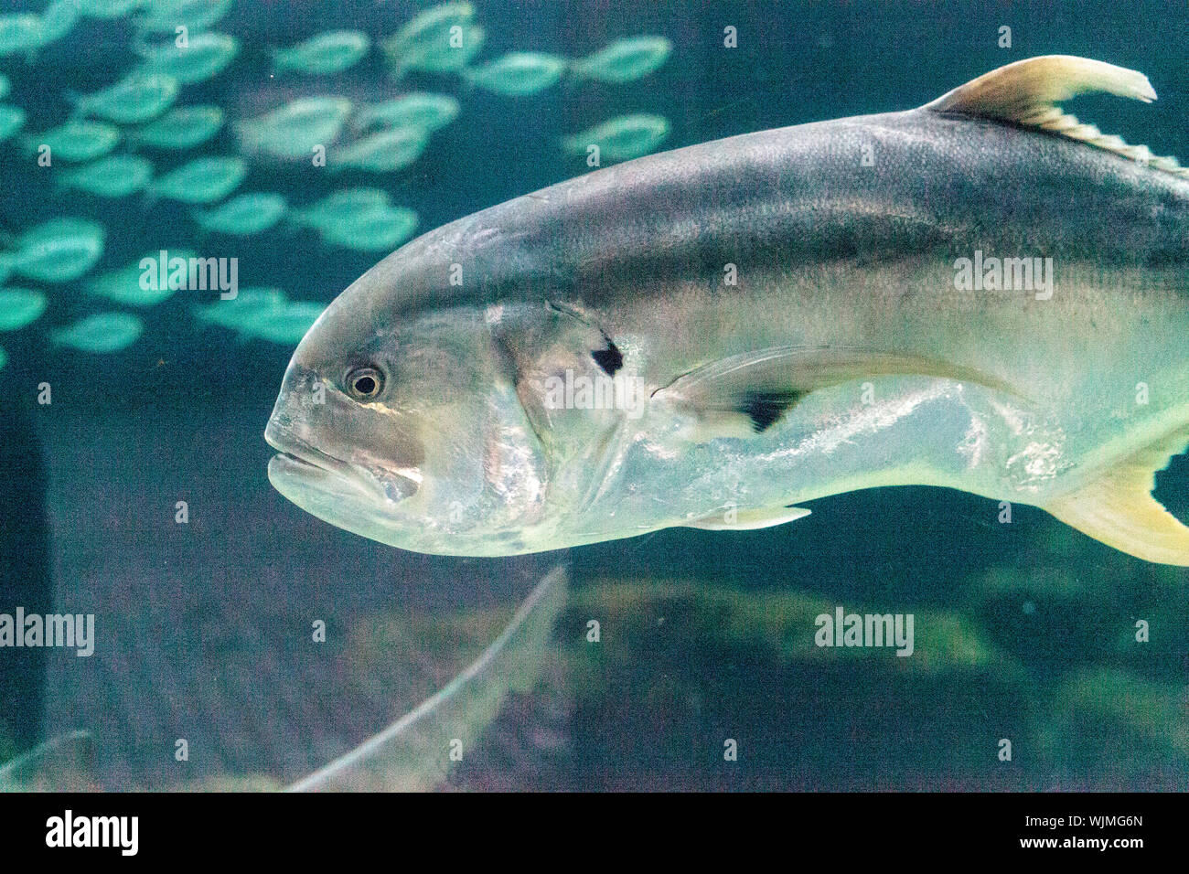 Crevalle Jack Fisch Caranx Flusspferde schwammen eine Schule des Fisches in tropischen Gewässern. Stockfoto