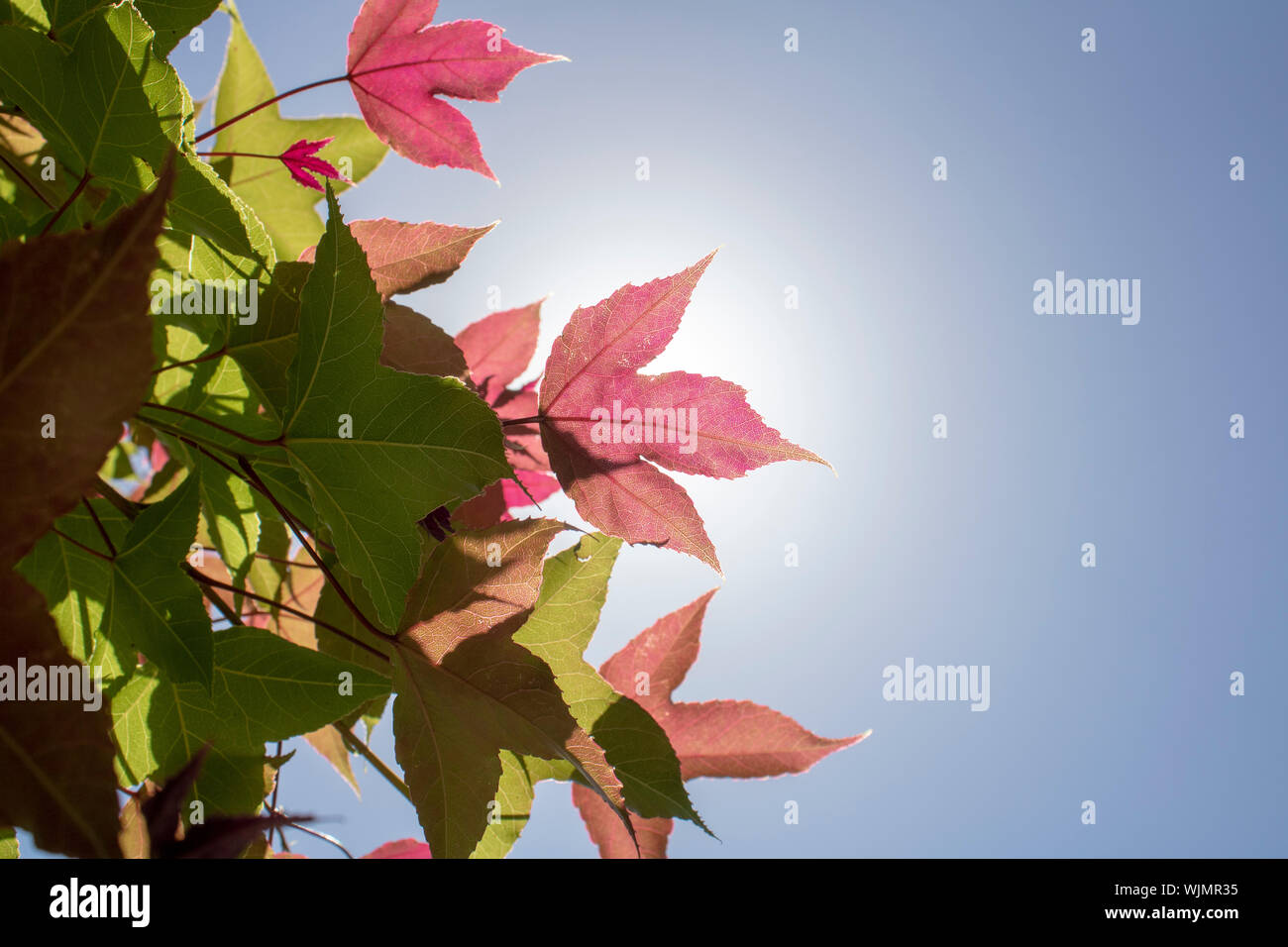 Blatt der Amerikanischen storax Baum close-up. Detaillierte Oberfläche durch Sonnenlicht beleuchtet. Lila Farben auf Blatt und Himmel im Hintergrund. Stockfoto