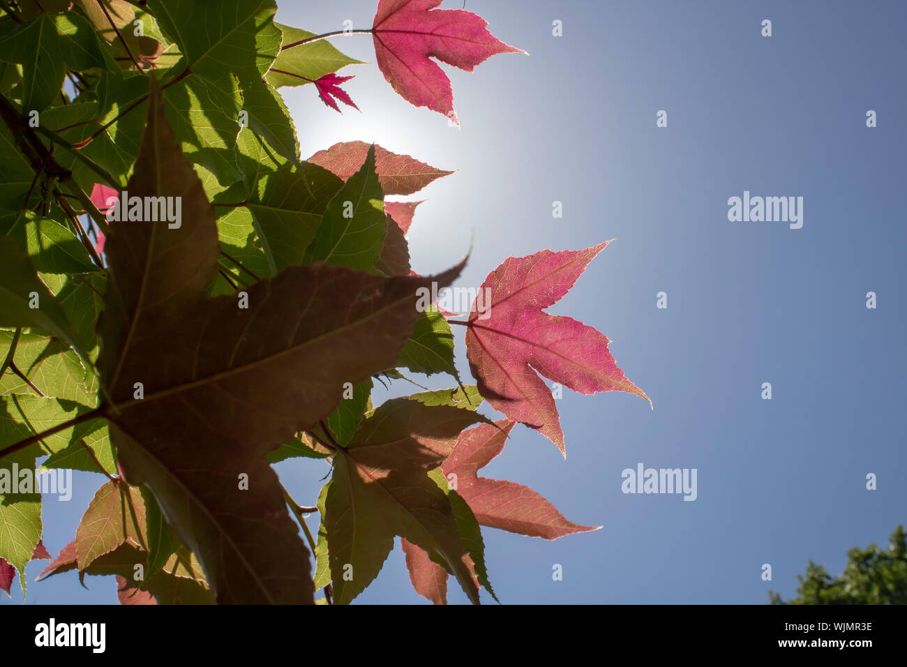 Blatt der Amerikanischen storax Baum close-up. Detaillierte Oberfläche durch Sonnenlicht beleuchtet. Lila Farben auf Blatt und Himmel im Hintergrund. Stockfoto