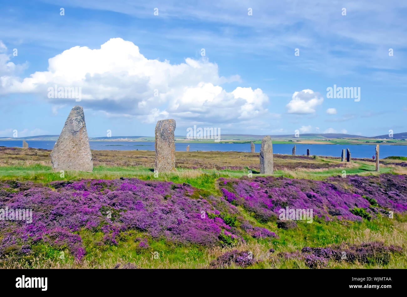 Ring of Brodgar errichtet 2500BC-2000BC ist der drittgrößte Steinkreis auf den britischen Inseln. Violette Blumen Stockfoto