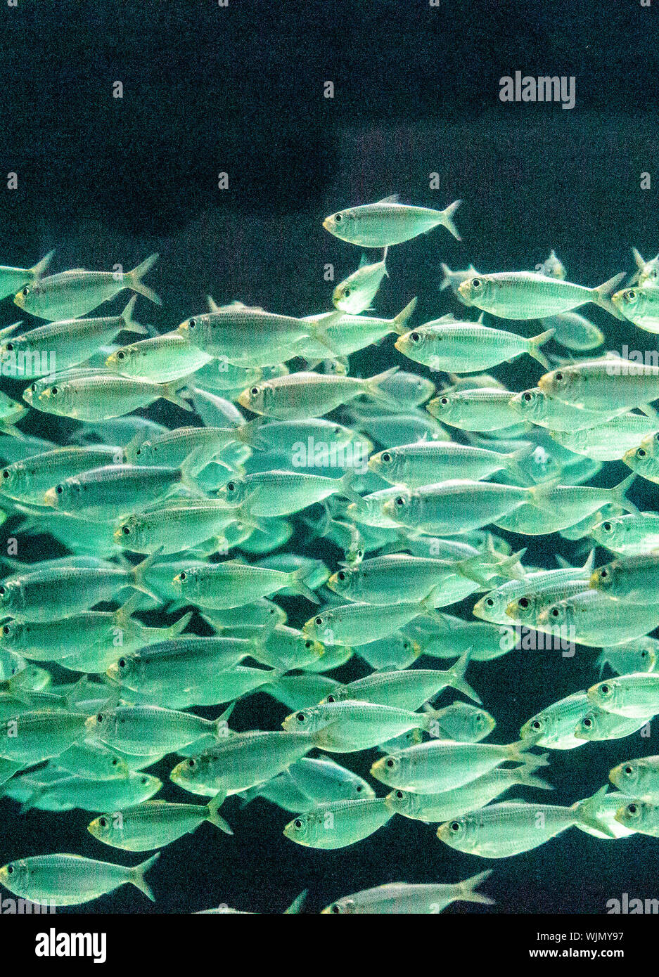 Schule der Akule auch genannt Großaugenthun Stöcker fisch Selar crumenophthalmus schwimmt durch Florida Gewässern. Stockfoto