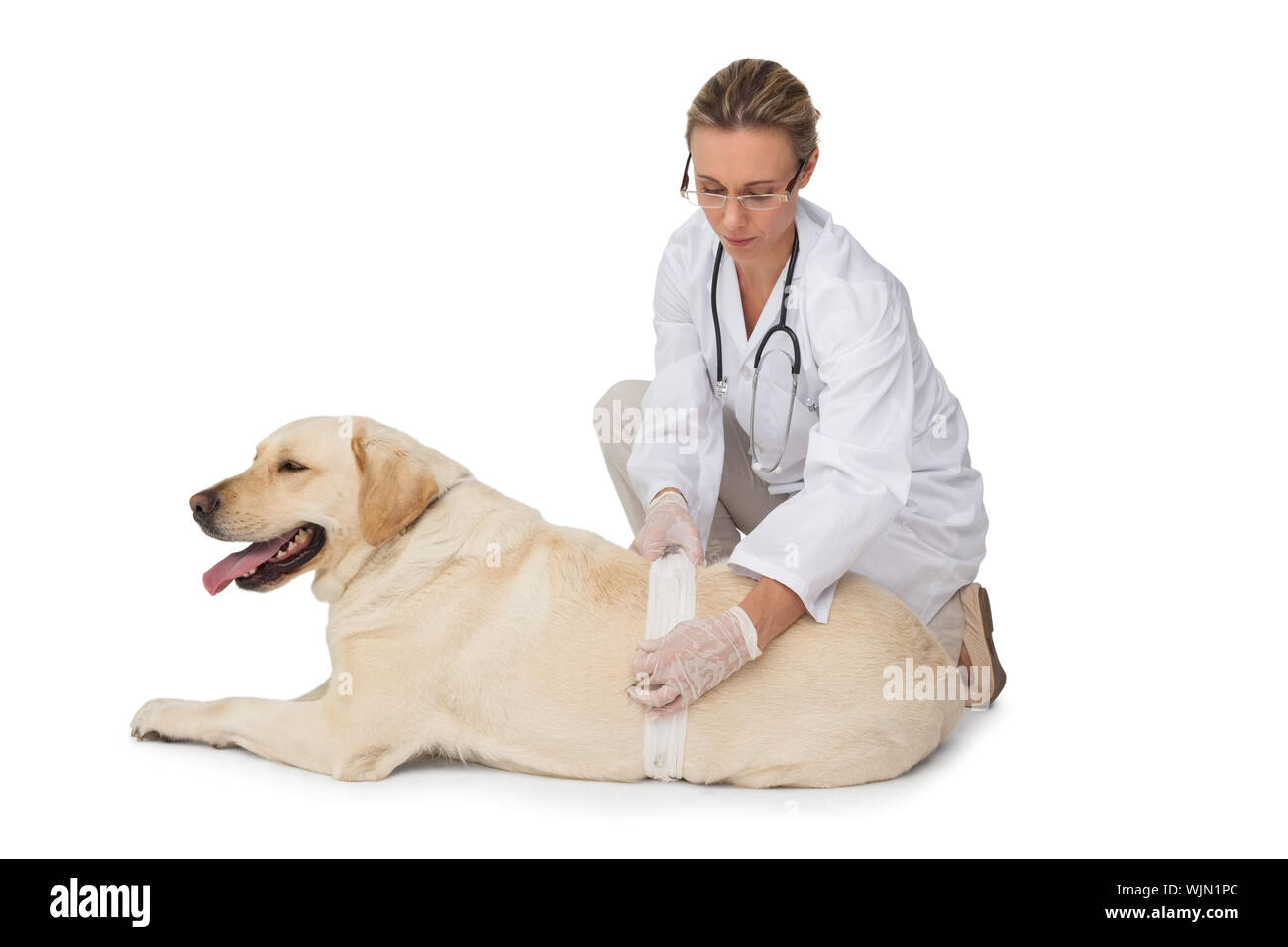 Betroffenen Tierarzt bandagieren gelben Labrador Hund auf weißem Hintergrund Stockfoto