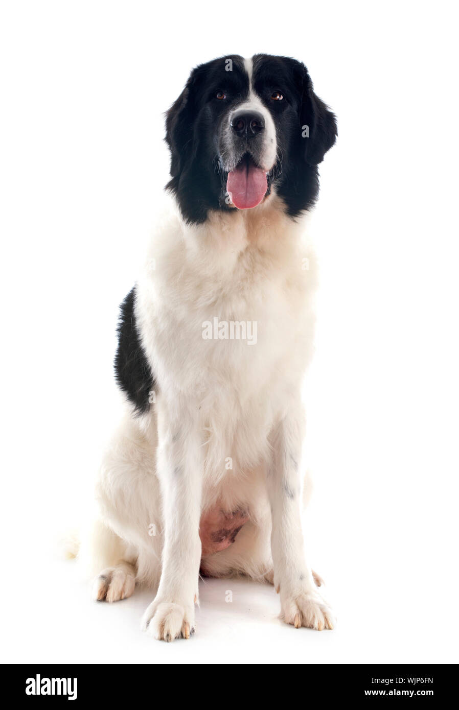 reinrassige Landseer vor weißem Hintergrund Stockfoto