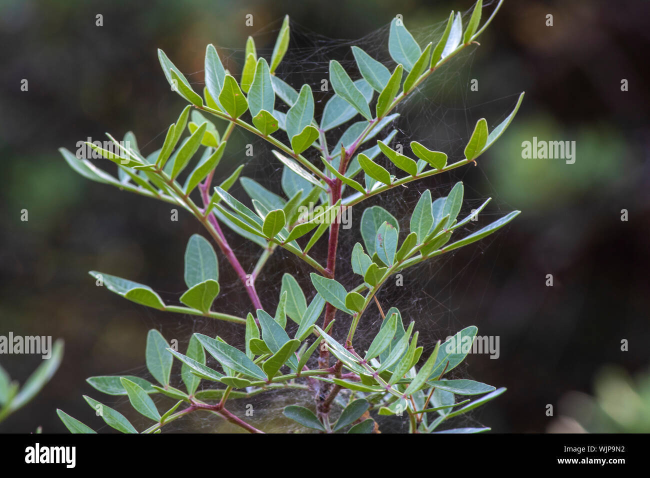Nahaufnahme der Blätter der Amorpha Anlage. Stockfoto