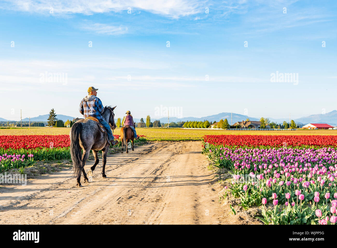Senior Paar reiten Pferde durch ein tulpenfeld an einem sonnigen Tag. Stockfoto