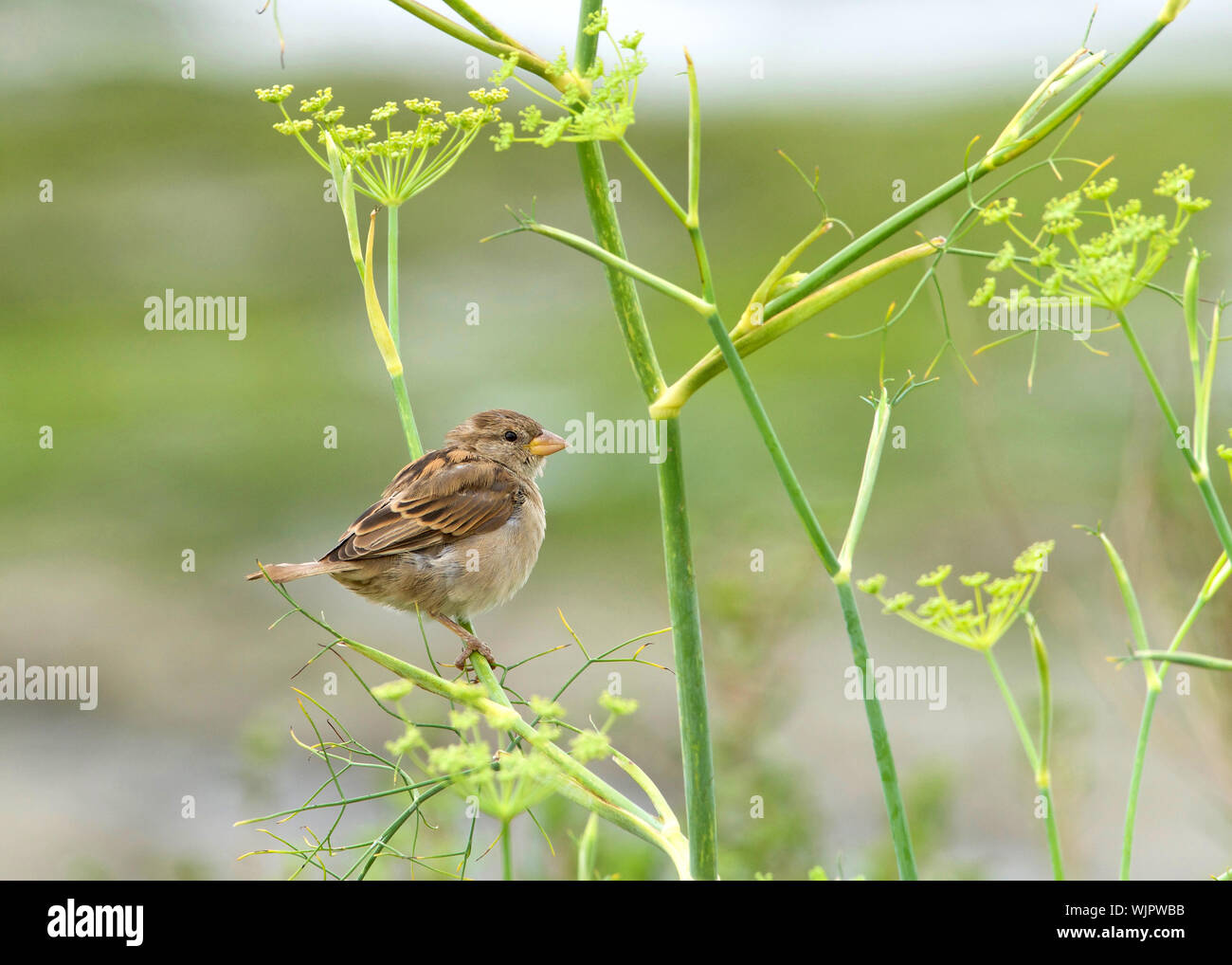 Ein haussperling thront auf blühende Pflanze. Der Haussperling (Passer domesticus) ist eine Vogelart aus der Familie Gelbhalsmaus, in den meisten Teilen gefunden Stockfoto