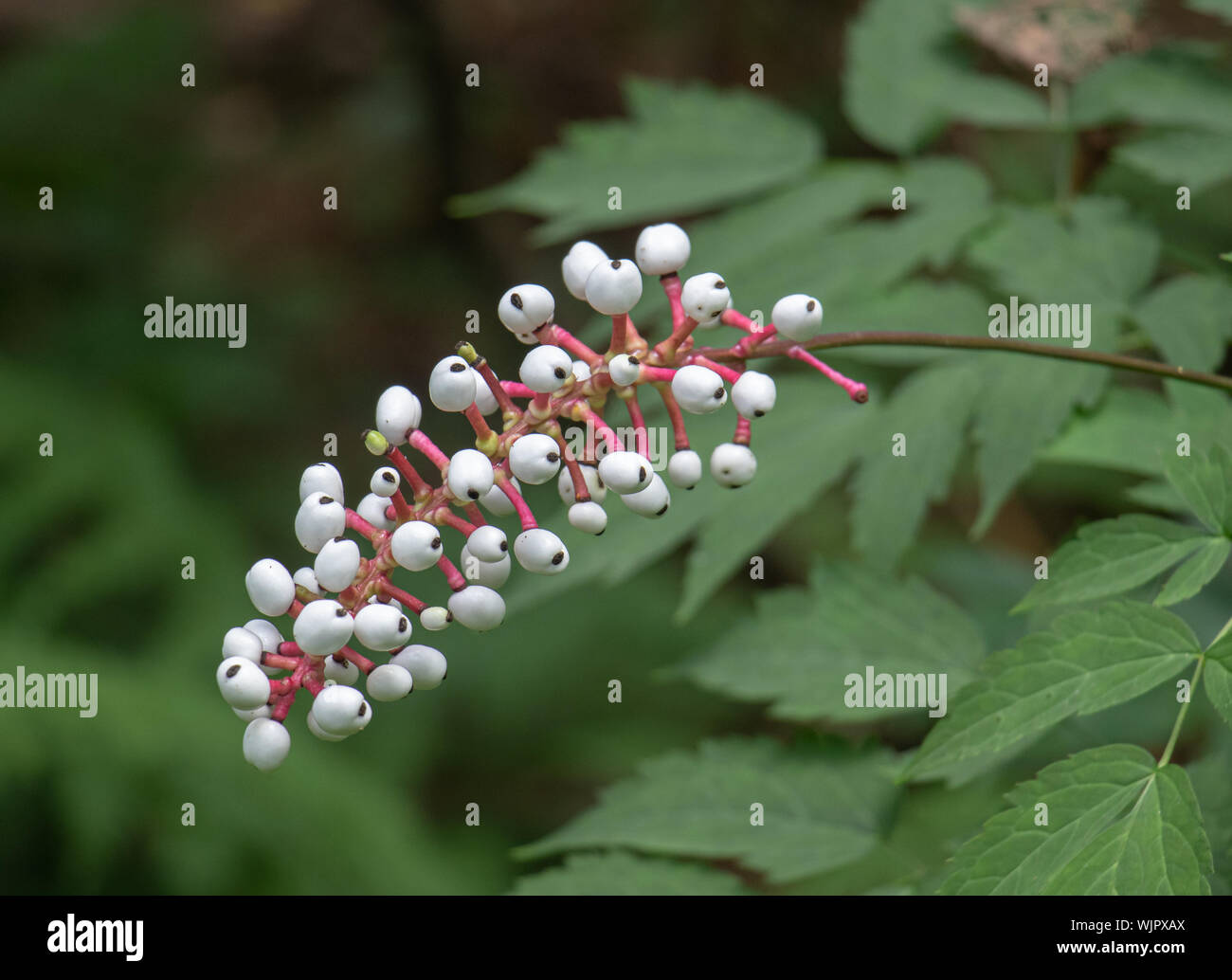 Actaea pachypoda oder. Actaea alba oder Weiße baneberry Obst in Muskoka Ontario im Spätsommer Stockfoto