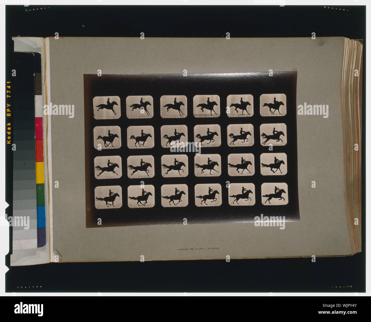 Pferde. Nach sprang ein 3 ft. 6 Hürde Stockfoto Pferde. Nach sprang ein 3 ft. 6 Hürde Stockfoto