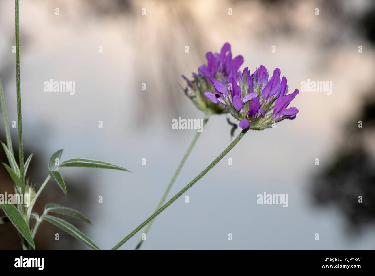 Lila Farbe Blume des arabischen Erbse. Close-up. Unscharfer Hintergrund. Stockfoto