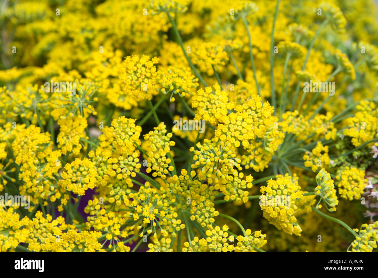 Farn blatt schafgarbe -Fotos und -Bildmaterial in hoher Auflsung  Alamy