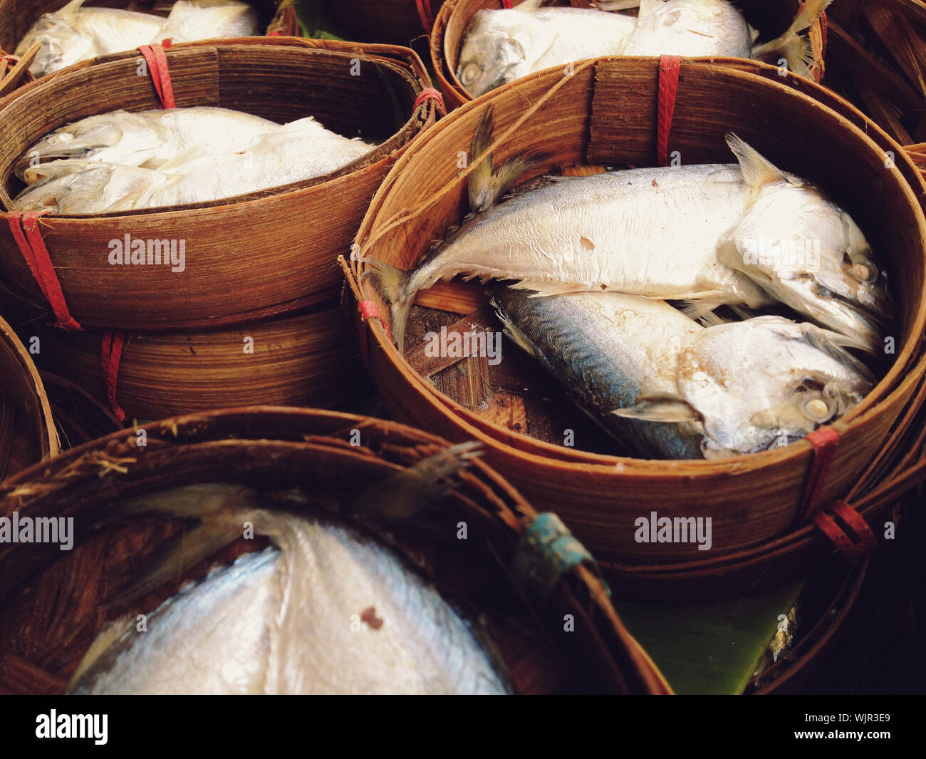 Makrele Fisch Stockfoto