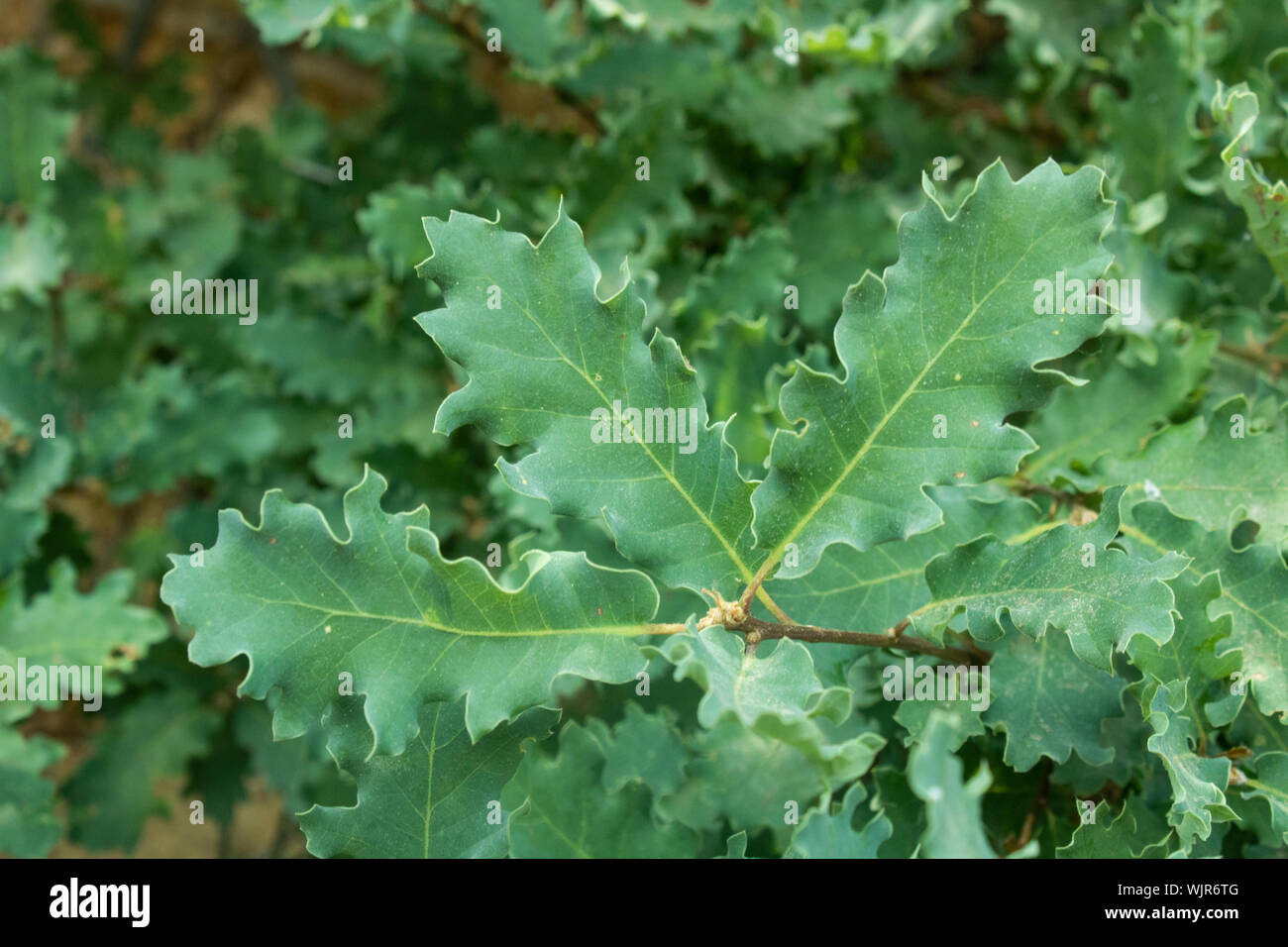 Nahaufnahme der Blätter der Pflanze Quercus dentata. Stockfoto