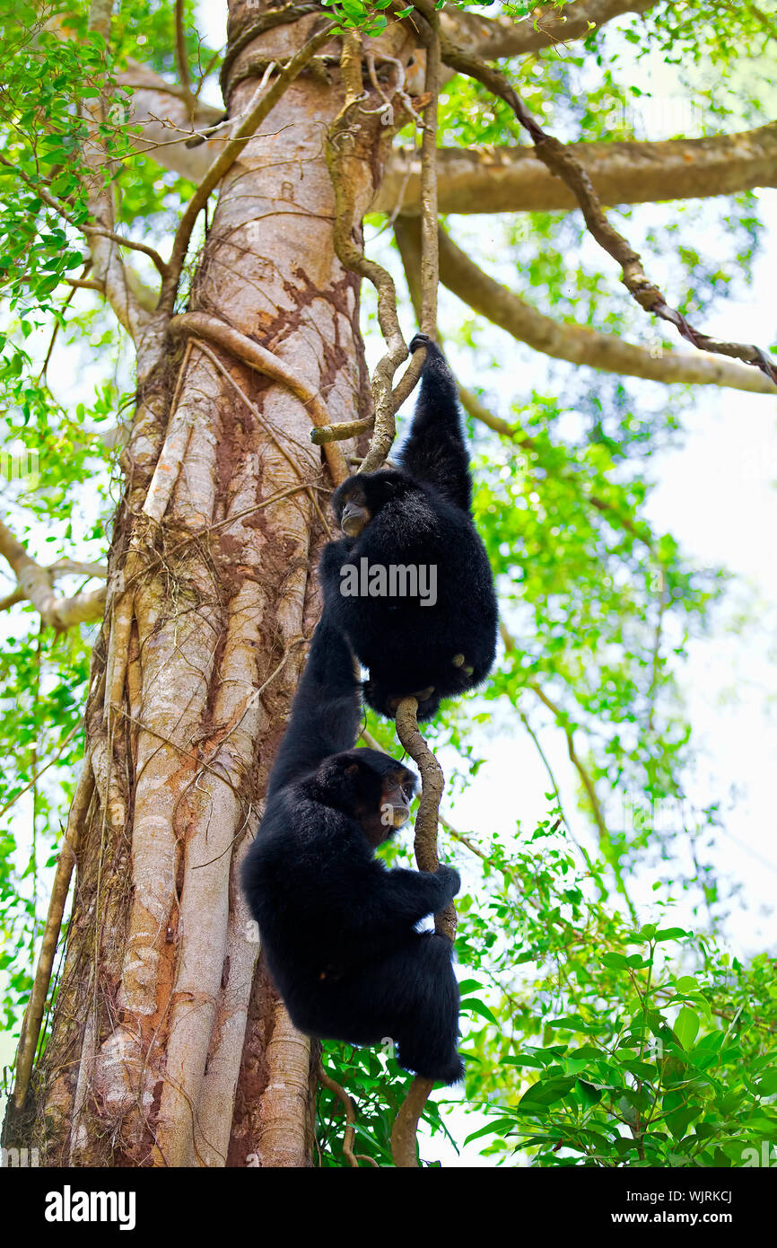 Zwei Siamang Gibbons in den Bäumen hängen in Malaysia Stockfoto
