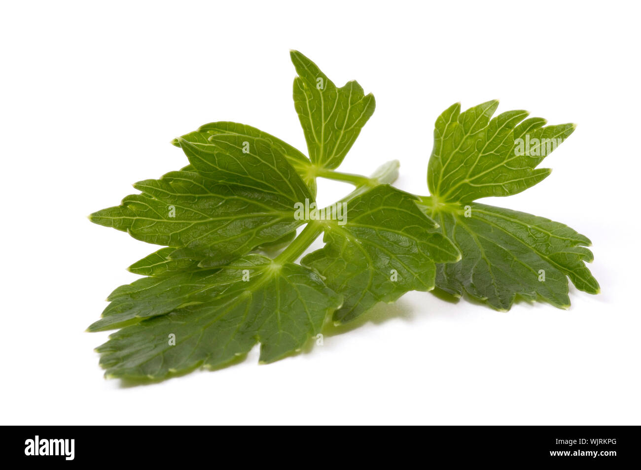 Frischem Liebstöckel auf weißem Hintergrund Stockfoto