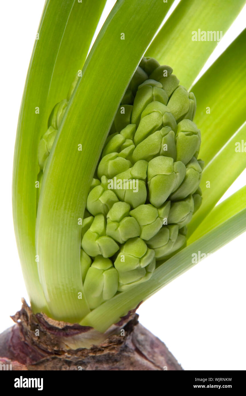 Hyazinthe mit Boden- und Root System isoliert auf dem weißen Hintergrund Stockfoto
