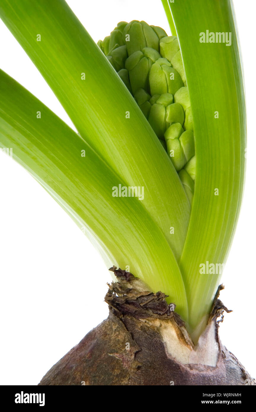 Hyazinthe mit Boden- und Root System isoliert auf dem weißen backgro Stockfoto