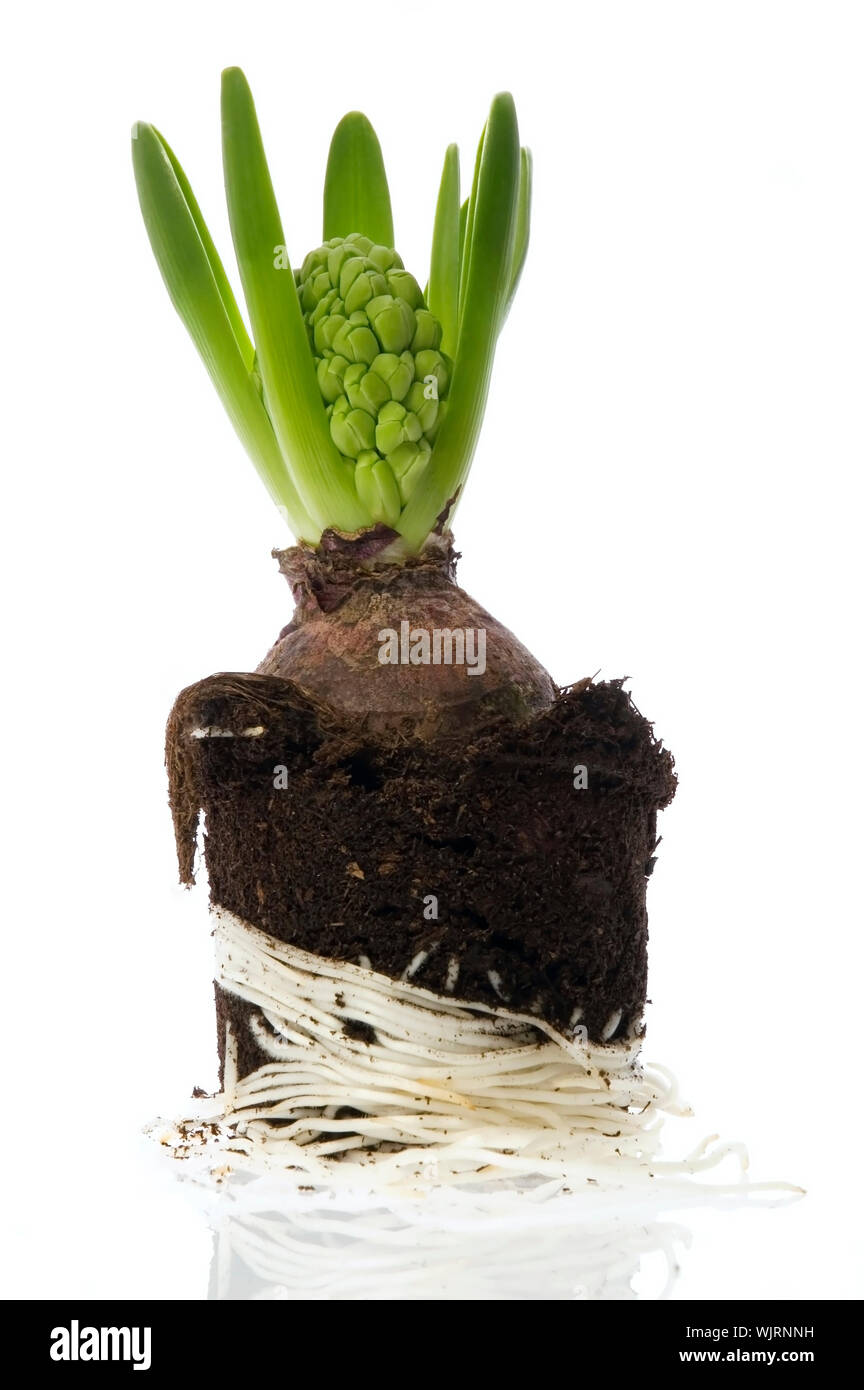 Hyazinthe mit Boden- und Root System isoliert auf dem weißen Hintergrund Stockfoto