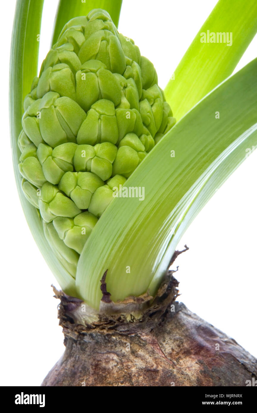 Hyazinthe mit Boden- und Root System isoliert auf dem weißen Hintergrund Stockfoto