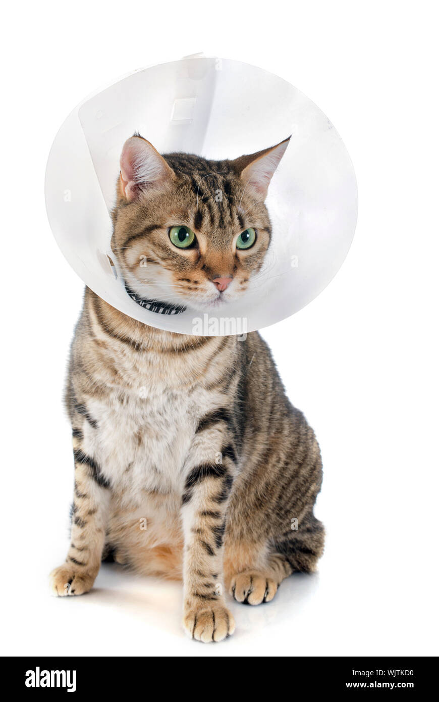 Porträt von eine reinrassige Bengalkatze auf weißem Hintergrund Stockfoto
