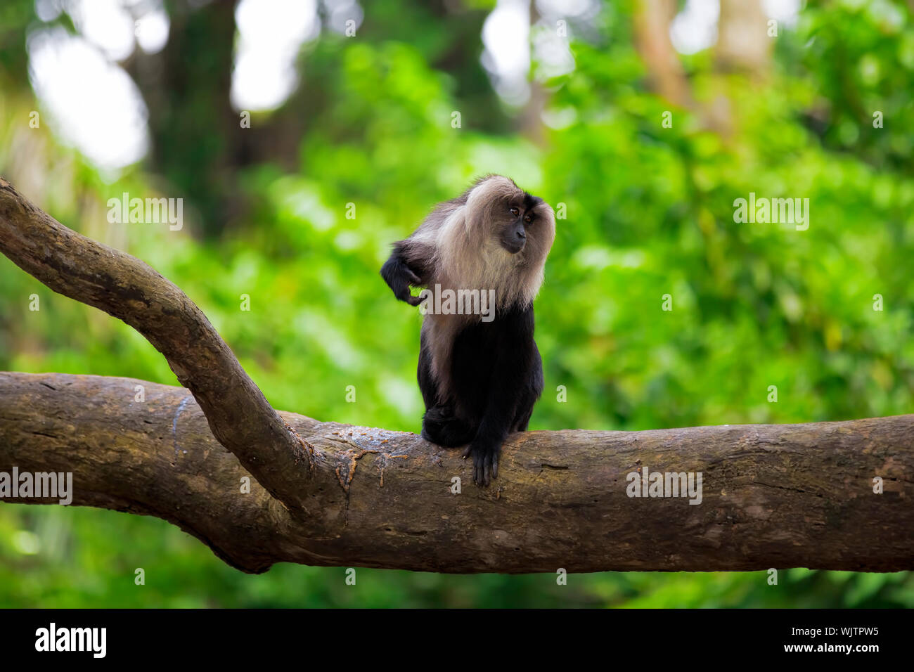 Lion-tailed Macaque sitzen auf einem Zweig in den Dschungel Stockfoto