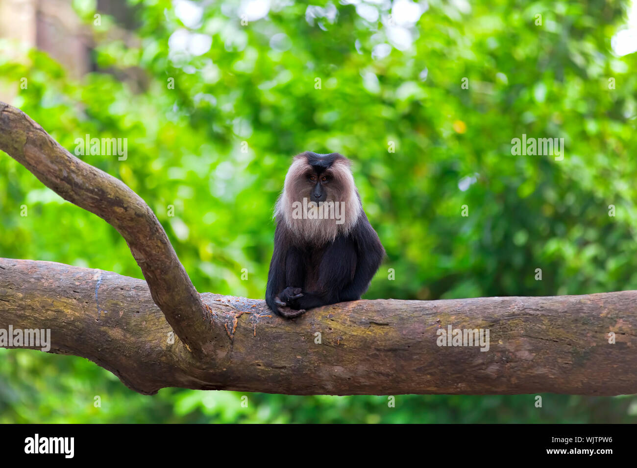 Lion-tailed Macaque sitzen auf einem Zweig in den Dschungel Stockfoto