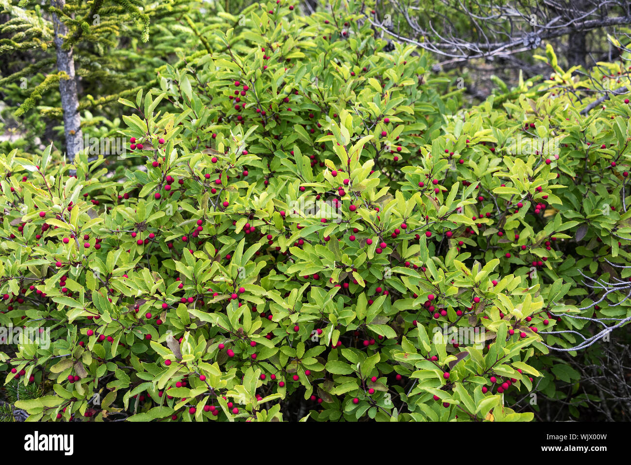 Berg Stechpalme (Ilex mucronata) auf der South Ridge Trail von Cadillac Mountain, Acadia National Park, Maine, USA. Stockfoto