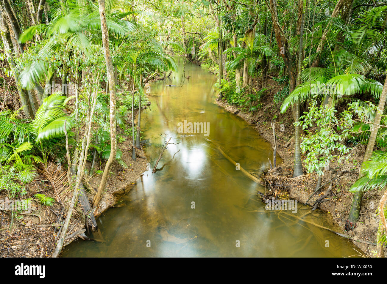 Mossman, Queensland, Australien. Üppig feuchten tropischen Regenwald an Bambus Creek nördlich von Mossman im tropischen Norden Queesland. Stockfoto