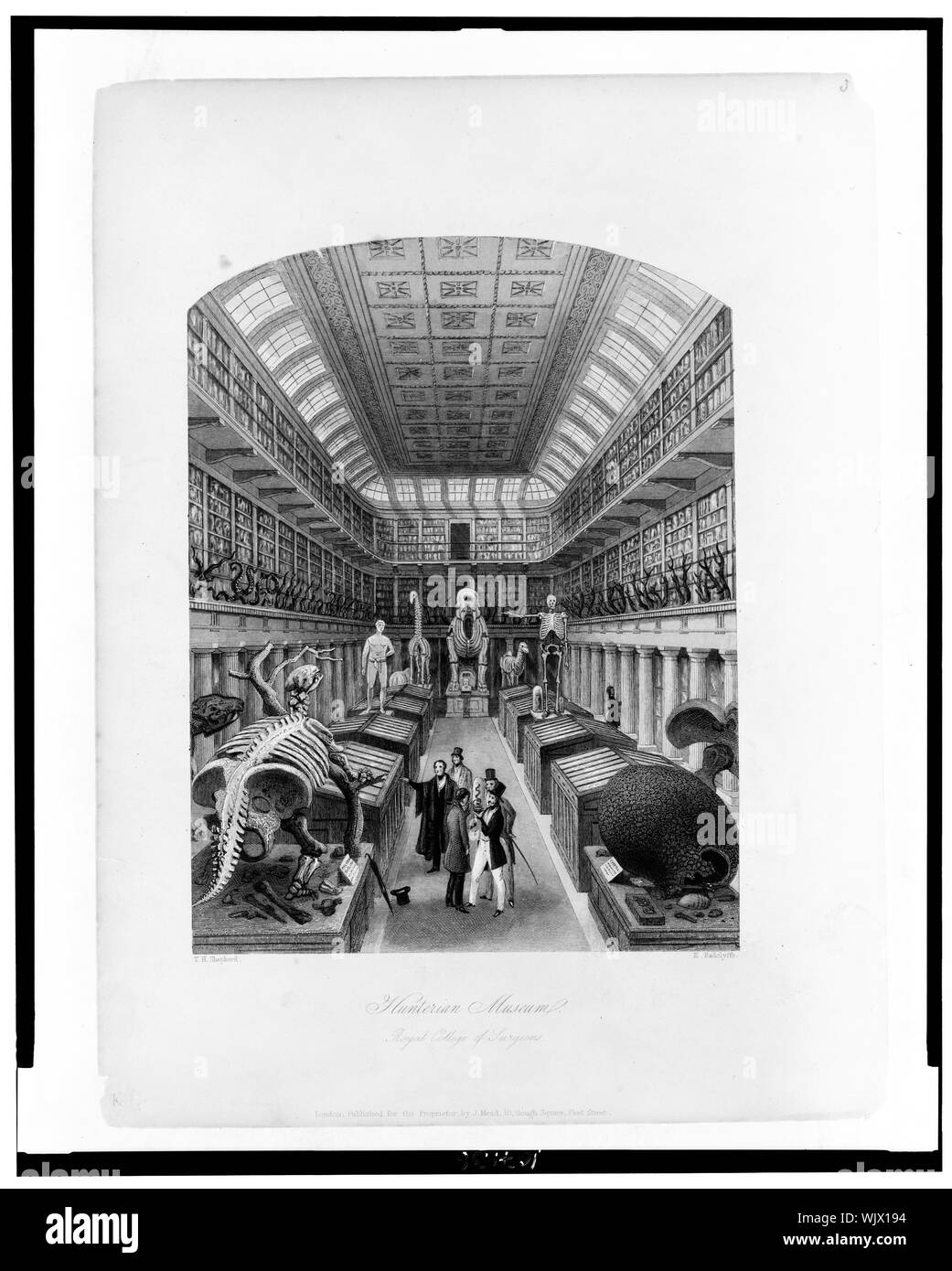 Hunterian Museum. Royal College der Chirurgen/T.H. Hirt; E. Radclyffe. Stockfoto