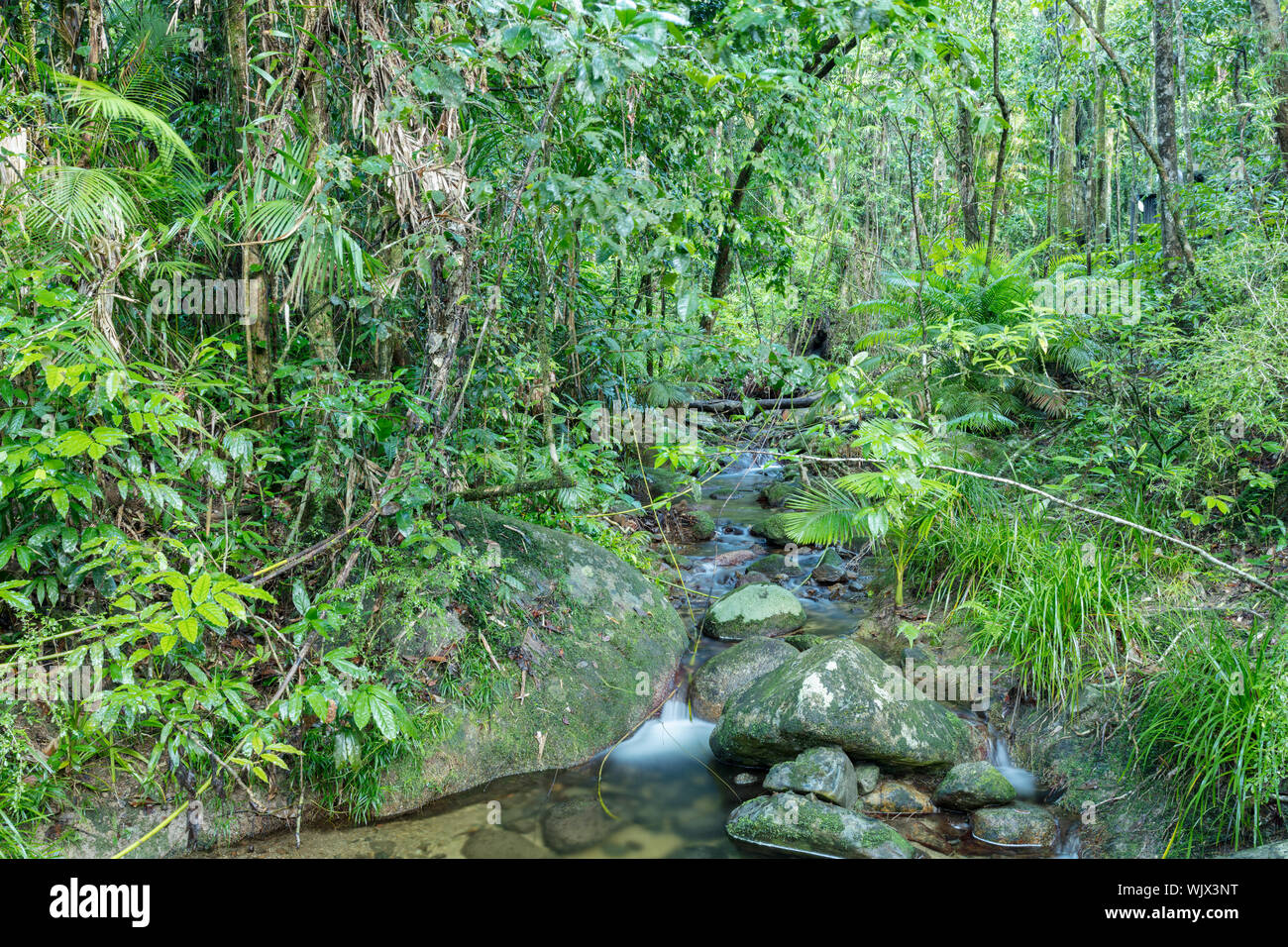 Mossman, Queensland, Australien. Kleiner Bach in der üppig feuchten Regenwald von Mossman Gorge am Mossman im tropischen Norden von Queensland. Stockfoto