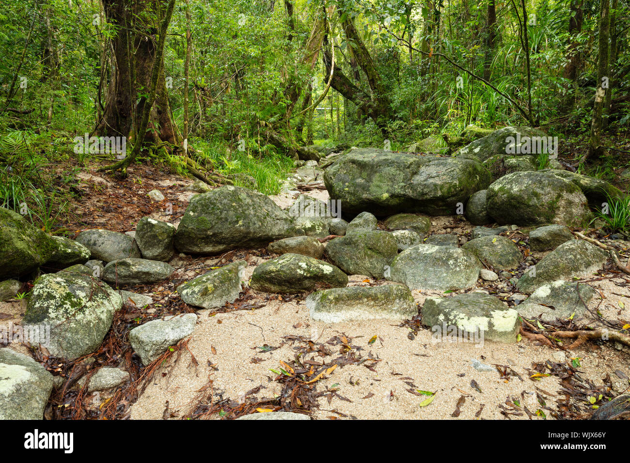 Mossman, Queensland, Australien. Kleinen trockenen Bachbett in der üppig feuchten Regenwald von Mossman Gorge am Mossman im tropischen Norden von Queensland. Stockfoto