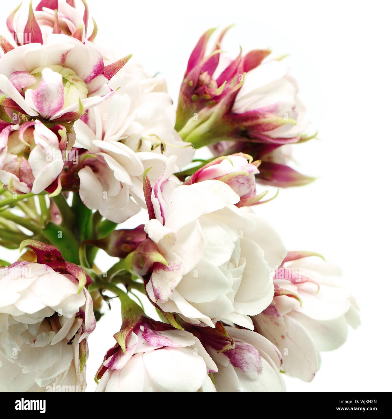 Blossom white flower, Herrlichkeit Bower (Clerodendrum chinense), auf einem weißen Hintergrund isoliert Stockfoto