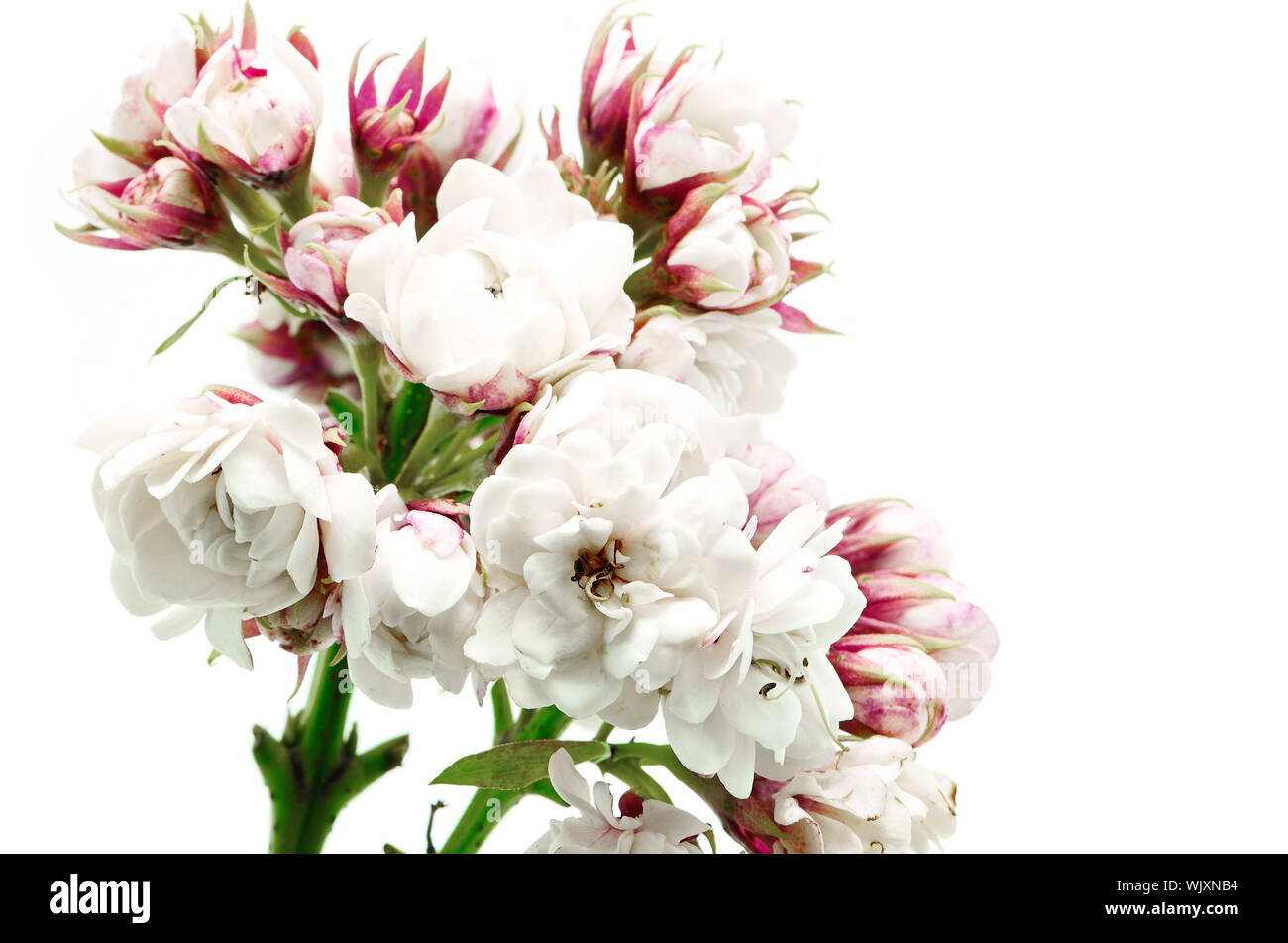 Blossom von weiße Blume, Herrlichkeit Bower (Clerodendrum chinense), auf einem weißen Hintergrund isoliert Stockfoto