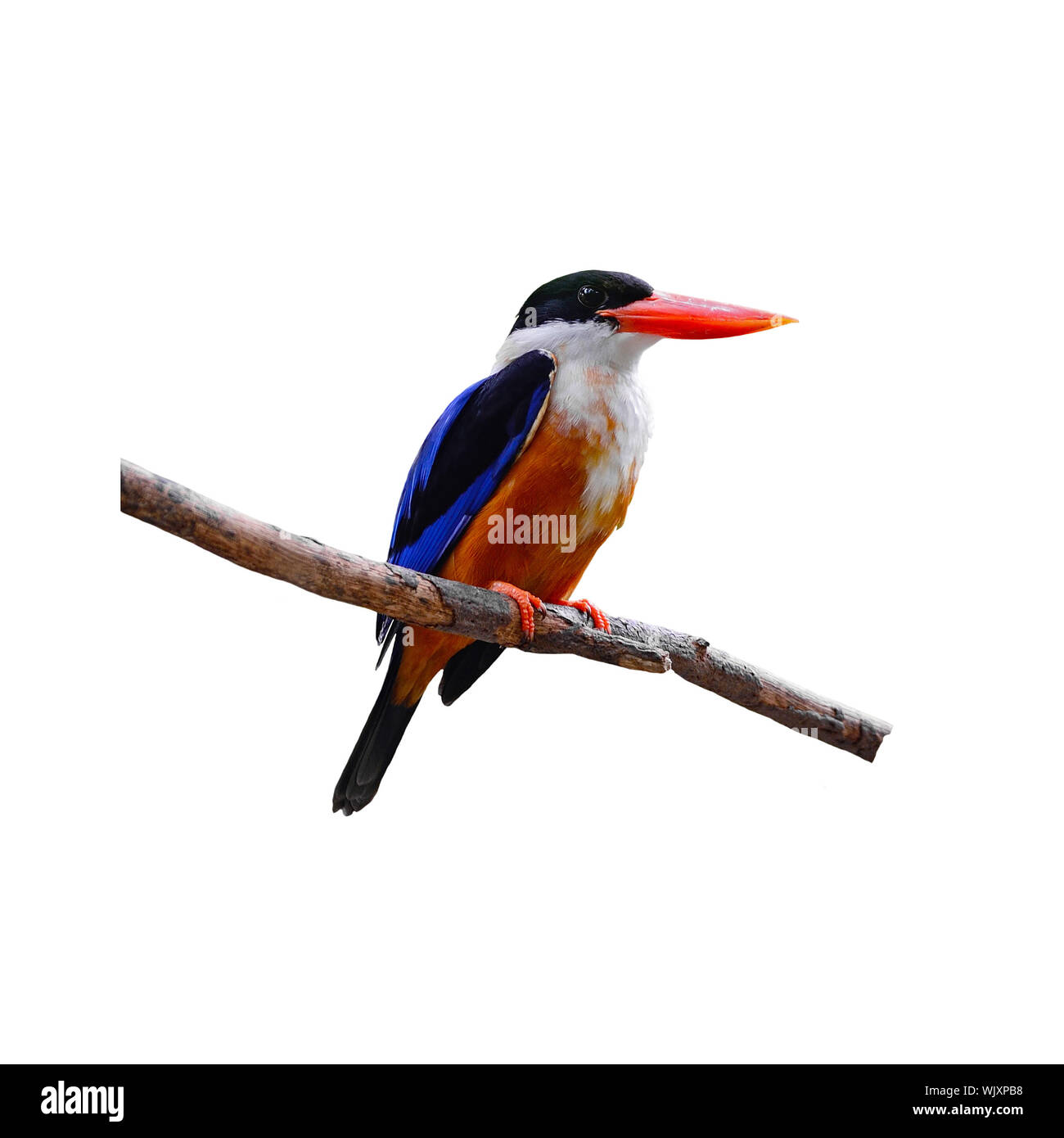 Bunter Vogel, Black-capped Kingfisher (Halcyon Pileata) auf einem Zweig, auf weißem Hintergrund Stockfoto