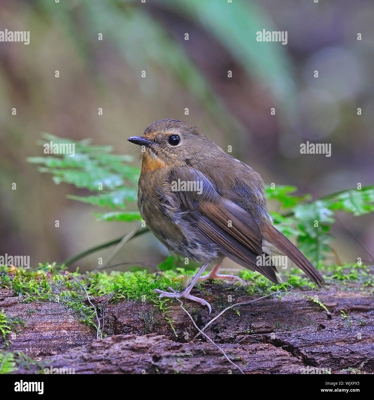 Schopftyrann Vogel, weibliche Snowy der tiefsten Schopftyrann (Ficedula hyperythra), seitliche Profil Stockfoto