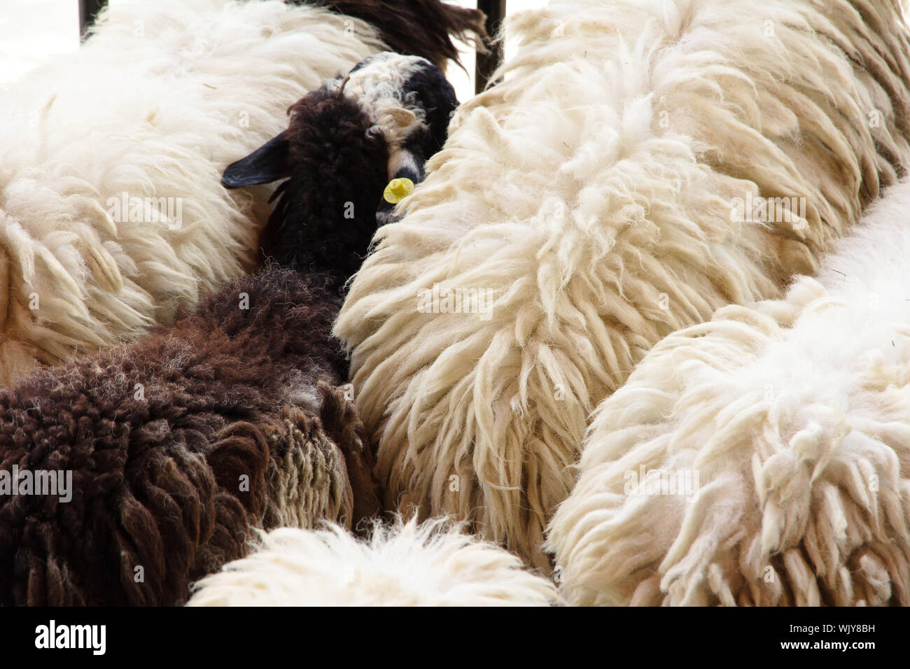 Tierfell Textur Stockfoto