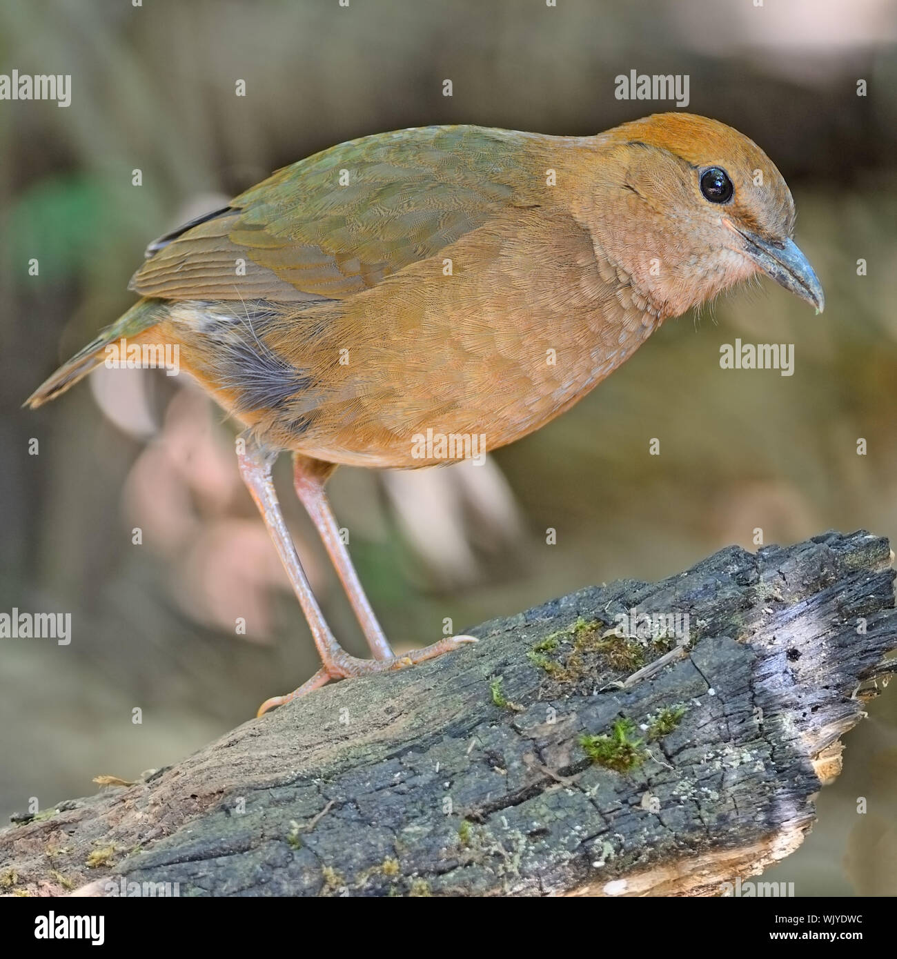 Eine weibliche Rusty-naped Pitta (Pitta oatesi) am Doi-Lang-Nord Thailand Vogelbeobachtung auf der Log Stockfoto