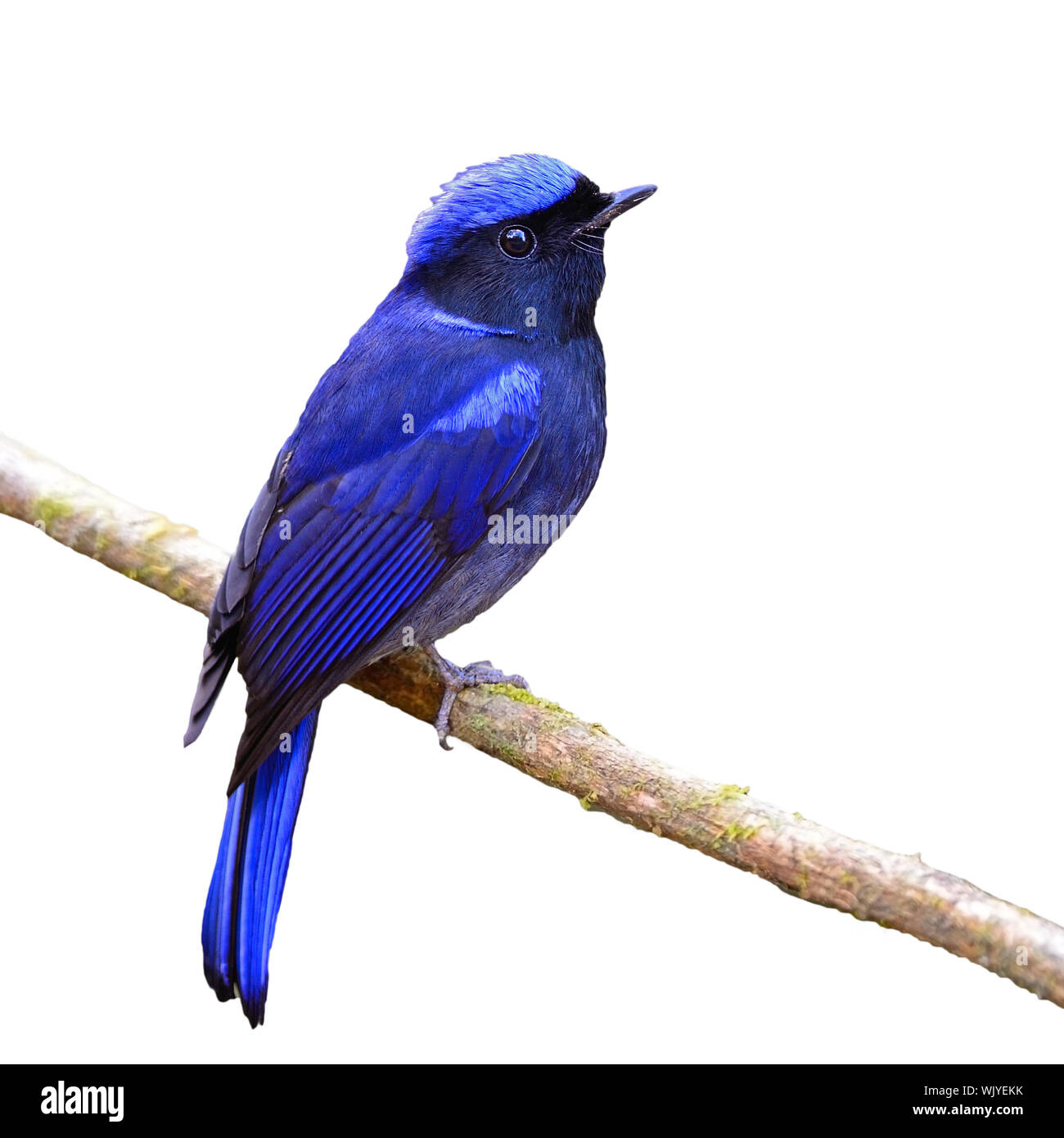 Schönen blauen Vogel, männliche Große Niitava (Niltava grandis) Seite Profil auf einem Zweig, auf weißem Hintergrund Stockfoto