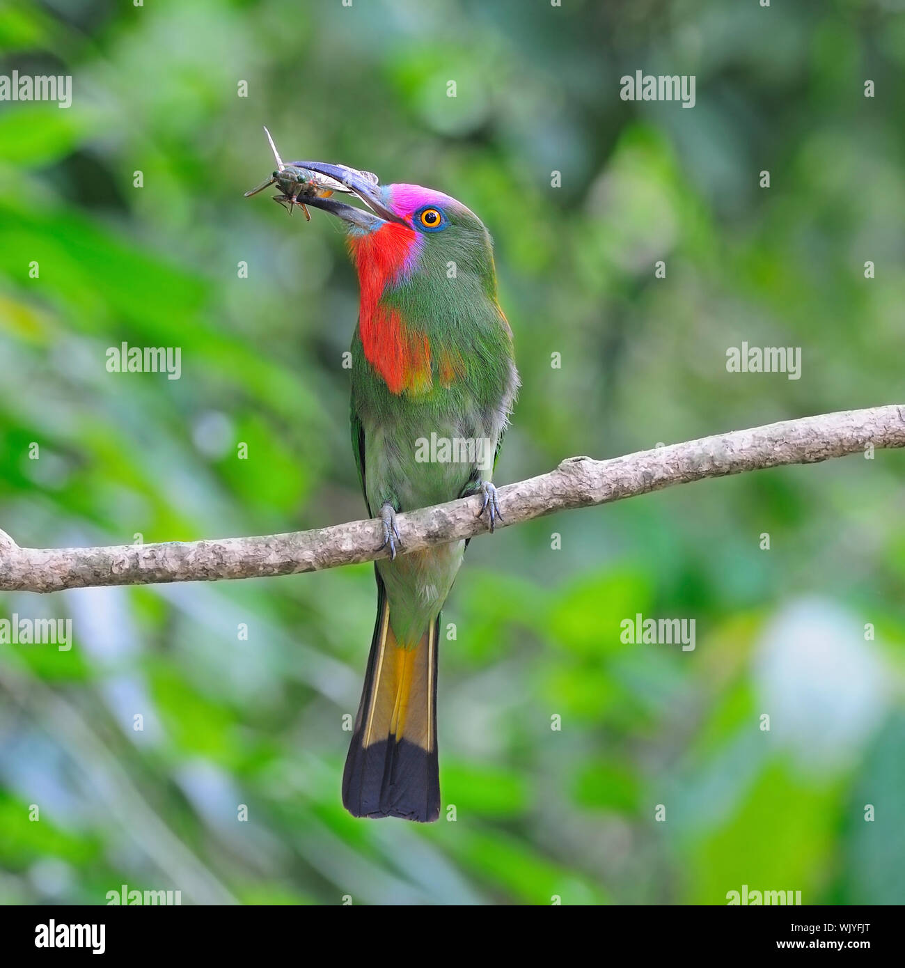 Rotstirn Bartvogel Stockfotos Und Bilder Kaufen Alamy