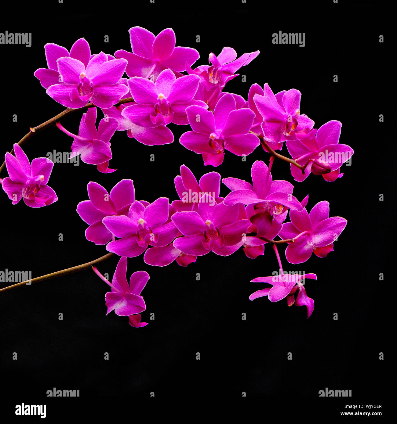 Bunte Pink Orchid, Phalaenopsis Hybriden Stockfoto
