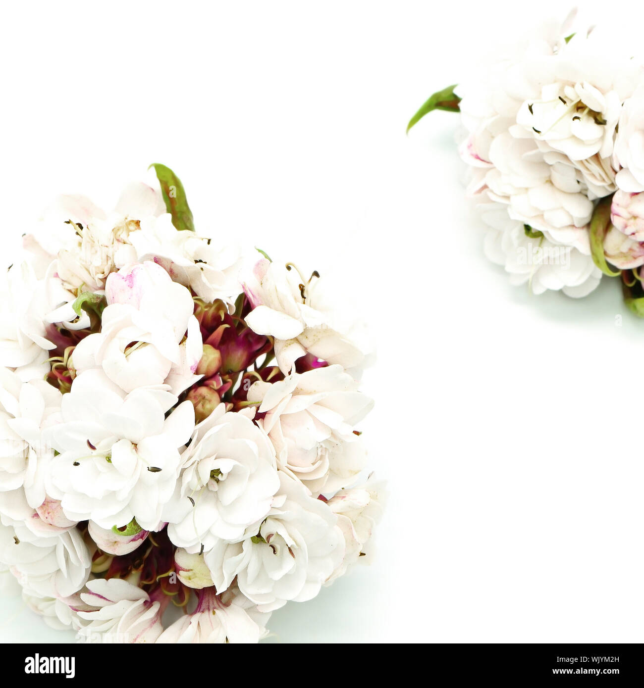 Blossom von weiße Blume, Herrlichkeit Bower (Clerodendrum chinense), isoliert auf weißem Stockfoto